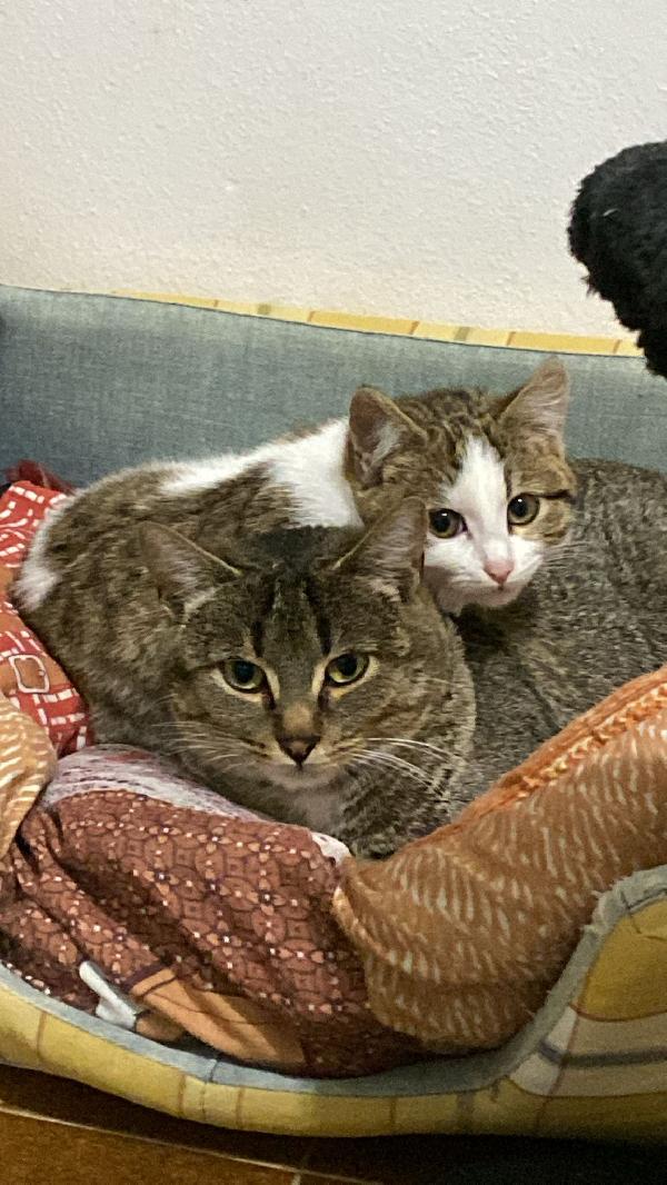 Mamma gatta e la coccola di mamma Foto 6